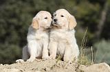 GOLDEN RETRIEVER 534